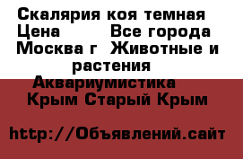 Скалярия коя темная › Цена ­ 50 - Все города, Москва г. Животные и растения » Аквариумистика   . Крым,Старый Крым